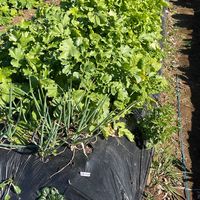 菌ちゃん野菜くらぶinはんのう🍅畑の体験と交流のオープンチャット
