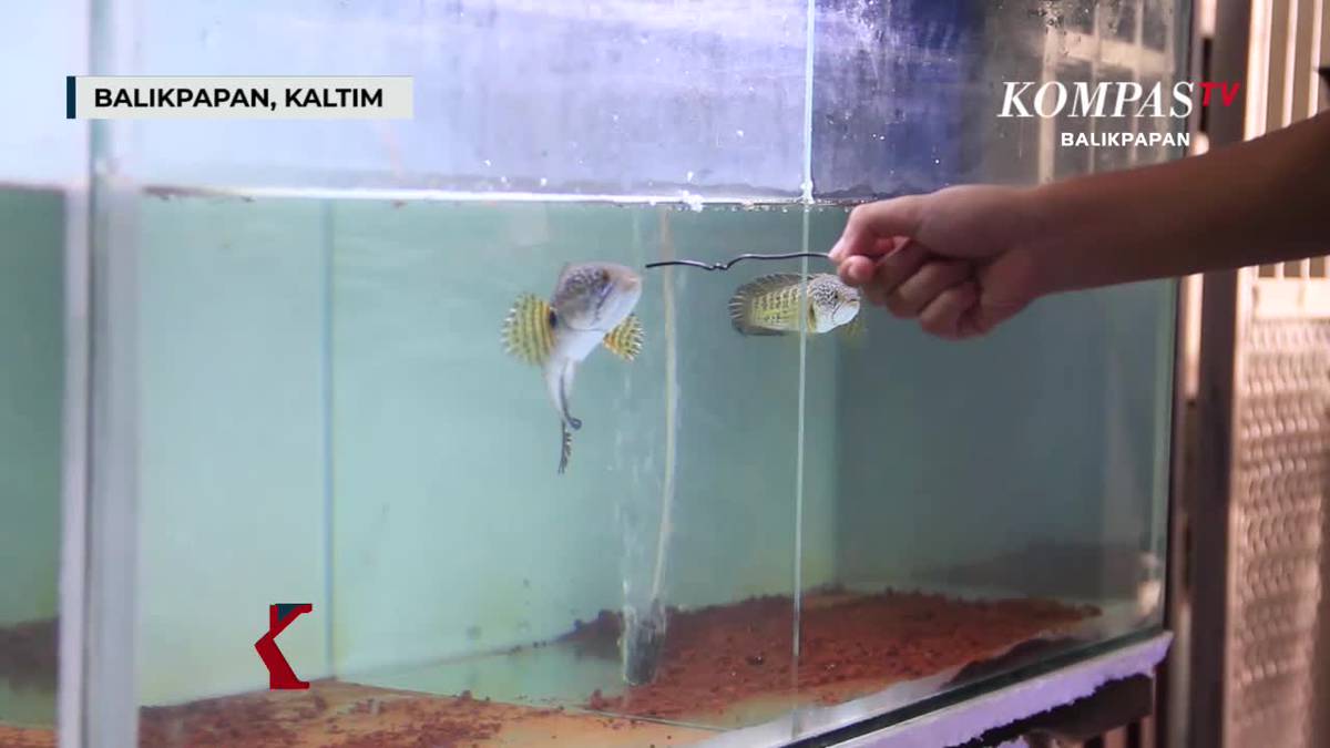 8500 Koleksi Ikan Air Tawar Balikpapan Terbaru