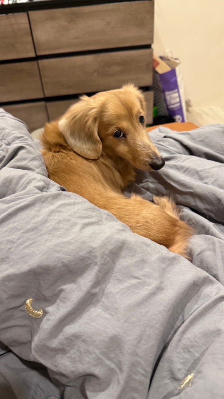 小白&雞毛的家🐶