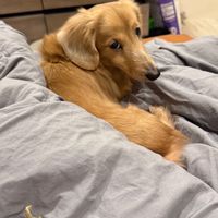 小白&雞毛的家🐶