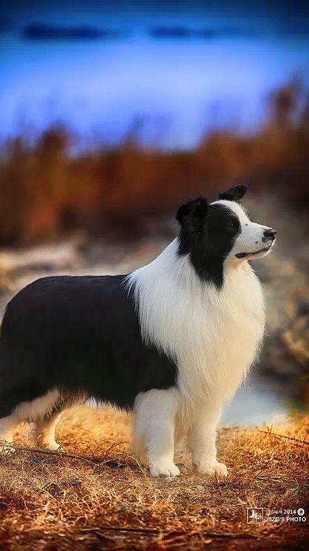 บอร์เดอร์ คอลลี่ (Border Collie) Club