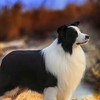 บอร์เดอร์ คอลลี่ (Border Collie) Club