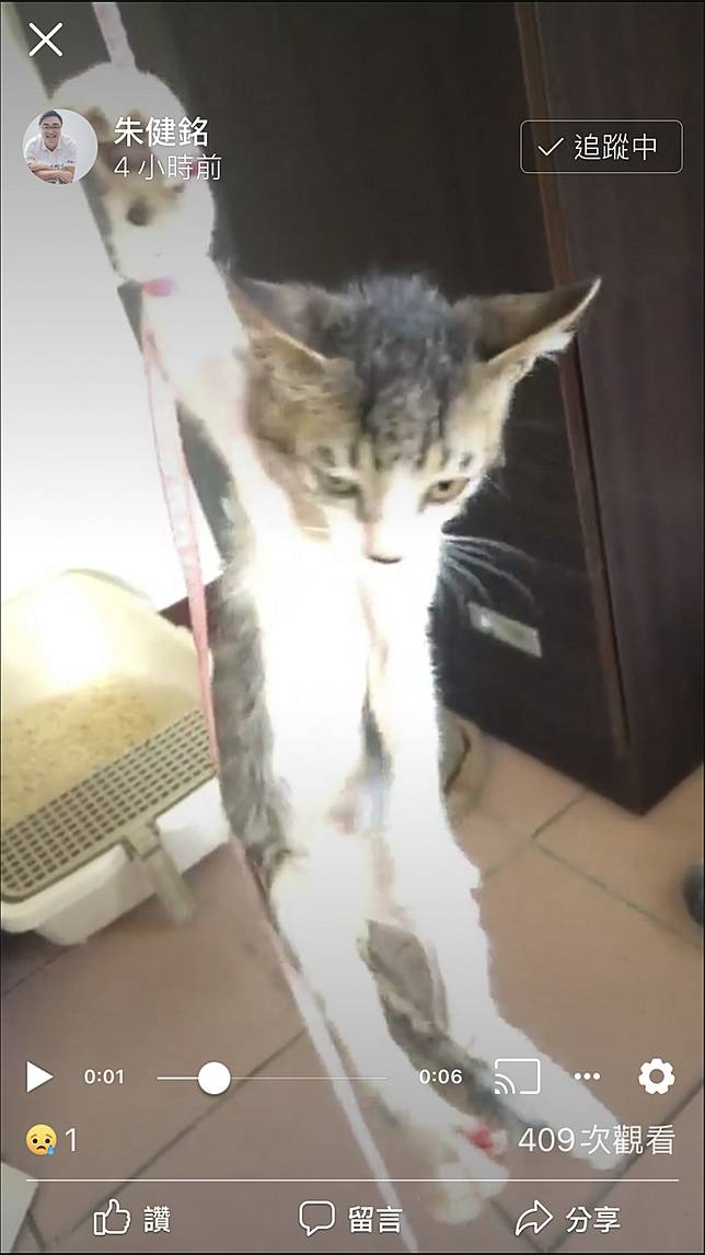喪心病狂，男子狠虐貓，疑9隻幼貓命喪他手中
