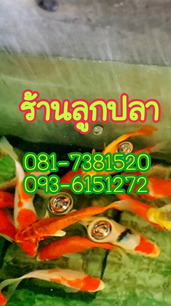 ร้านลูกปลา โคกโพธิ์