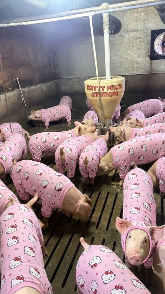หมูสามหาว
