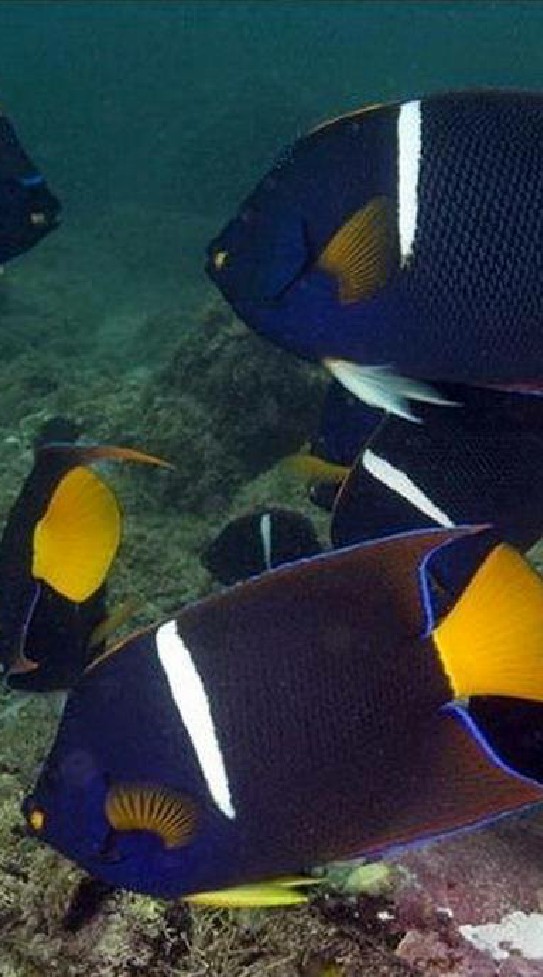 （板橋）海世界 靚魚珊瑚 進貨群
