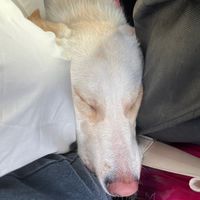 Ckybobo寵物用品社