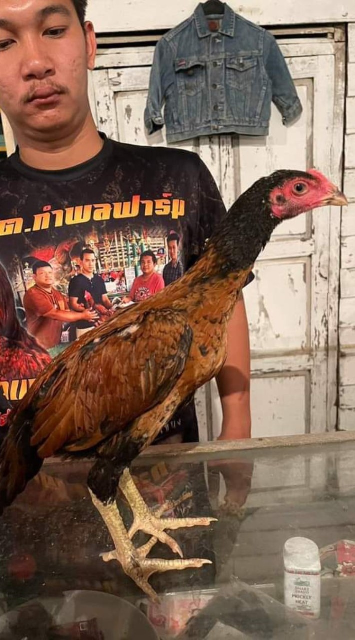 แหล่งพัฒนาไก่ชนสายทุบหลัง ธ.ภควัตไก่ชนฟาร์ม