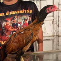 แหล่งพัฒนาไก่ชนสายทุบหลัง ธ.ภควัตไก่ชนฟาร์ม