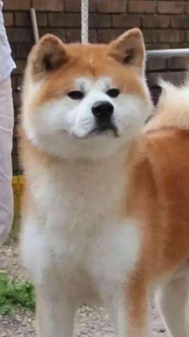 秋田犬交流群🌻