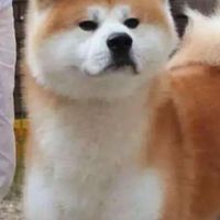 秋田犬交流群🌻
