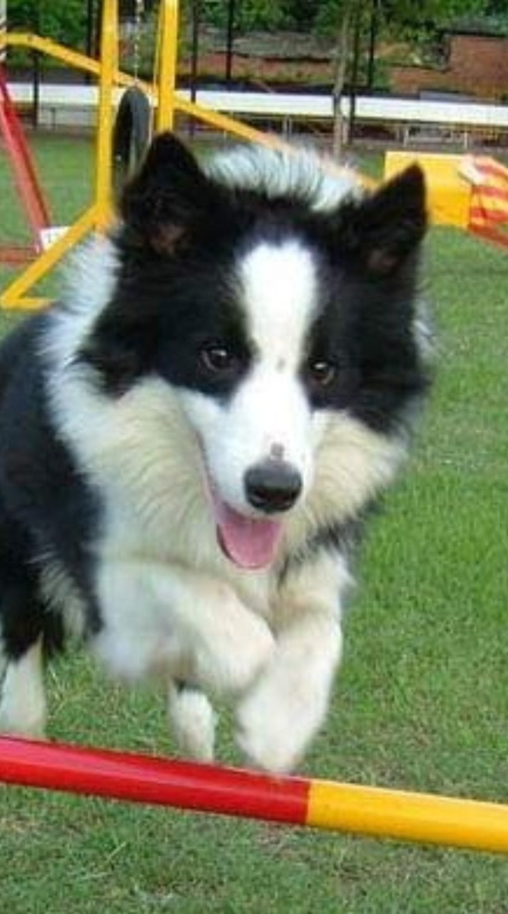 華勝警犬訓練學校
