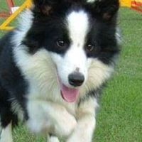 華勝警犬訓練學校