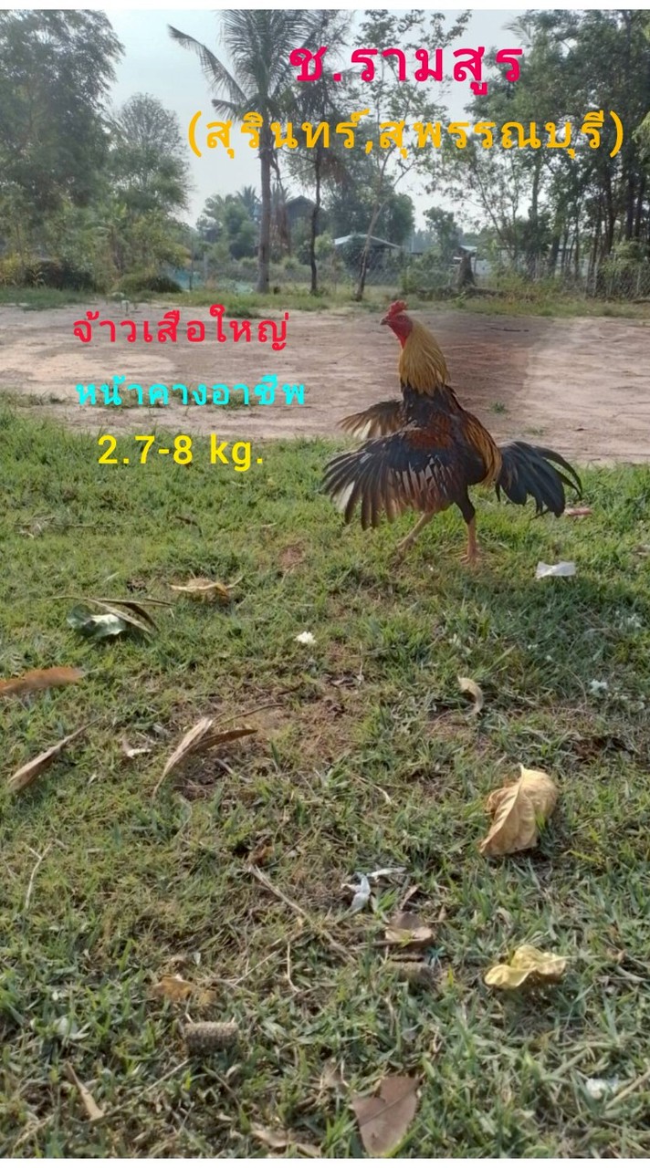 ช.รามสูร(สุรินทร์&สุพรรณบุรี)