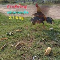 ช.รามสูร(สุรินทร์&สุพรรณบุรี)