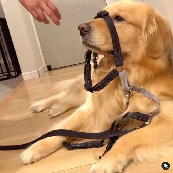 そんな気分じゃない 散歩拒否する犬におやつをちらつかせると 態度が一変 いぬのきもちnews