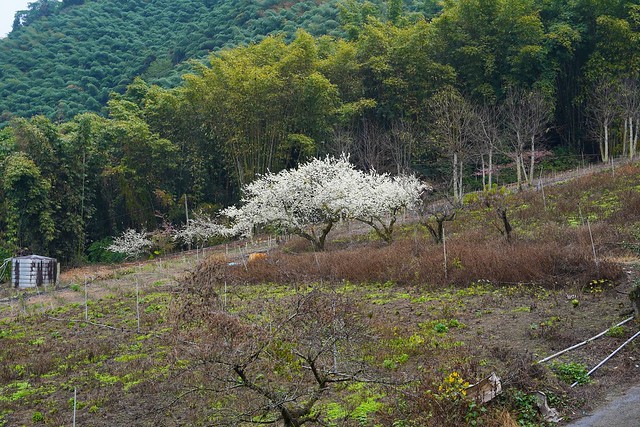 2022草坪頭櫻花季