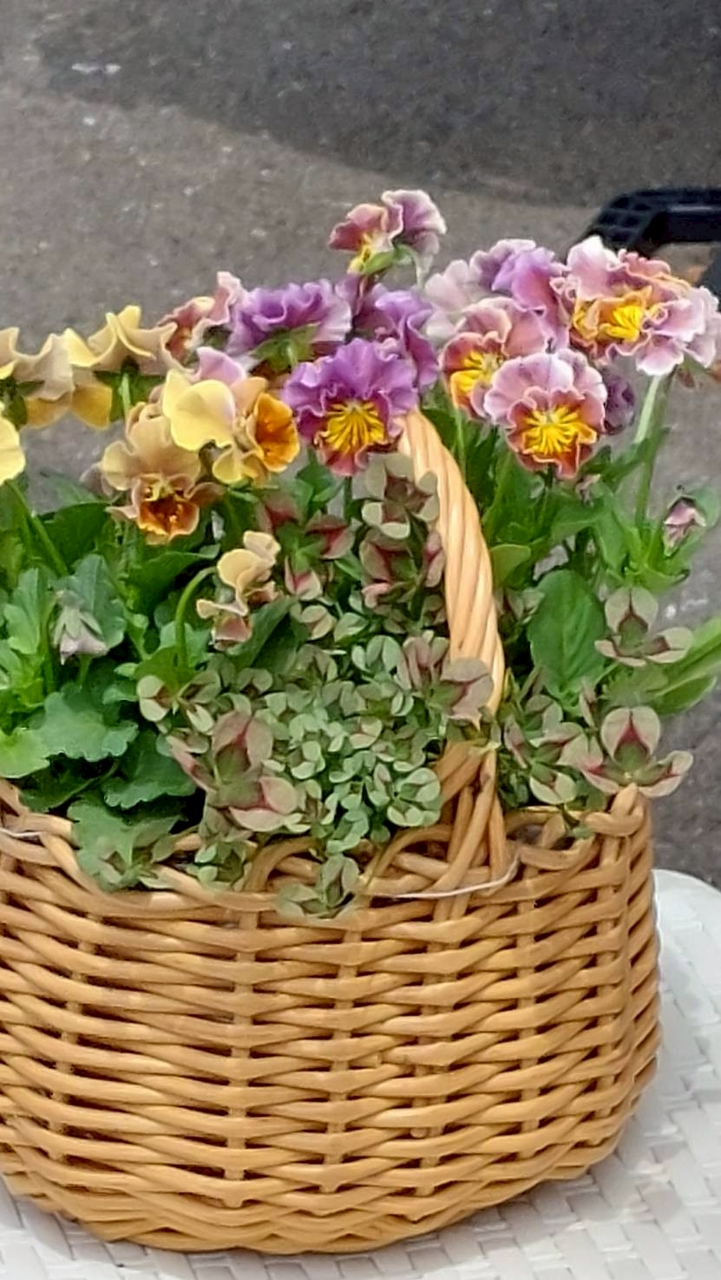 癒しの園芸部