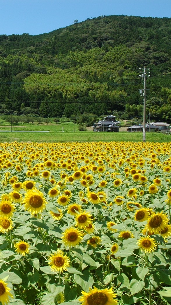 崎山ひまわり祭りフォトイベント