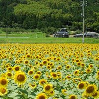 崎山ひまわり祭りフォトイベント