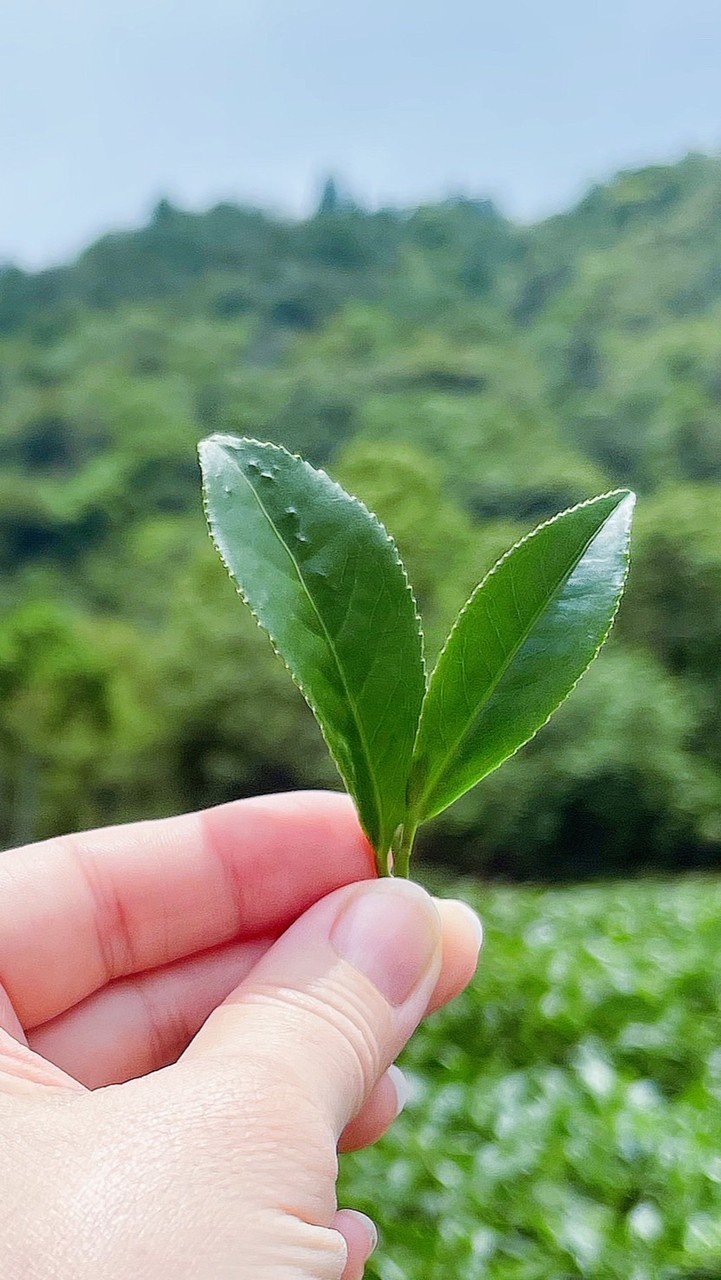 認識台灣高山茶
