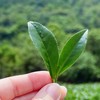 認識台灣高山茶