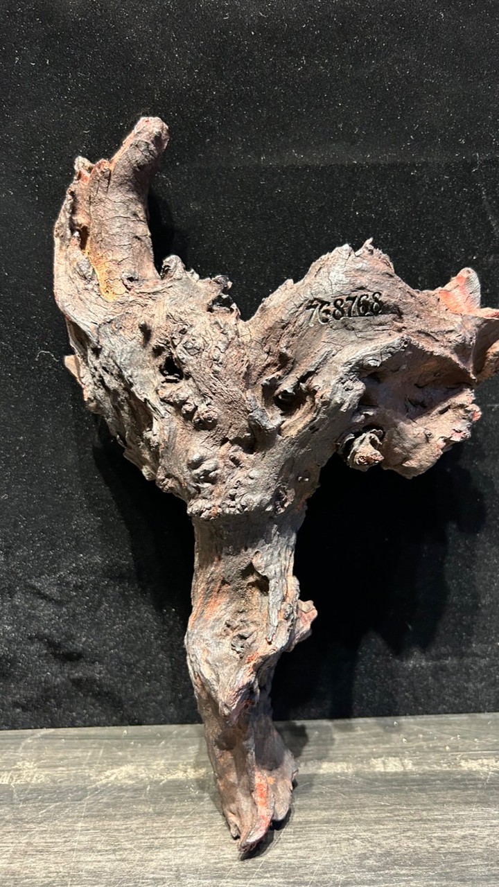 易經雷擊木專區