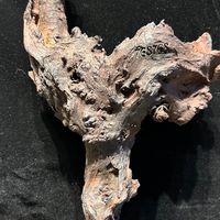 易經雷擊木專區
