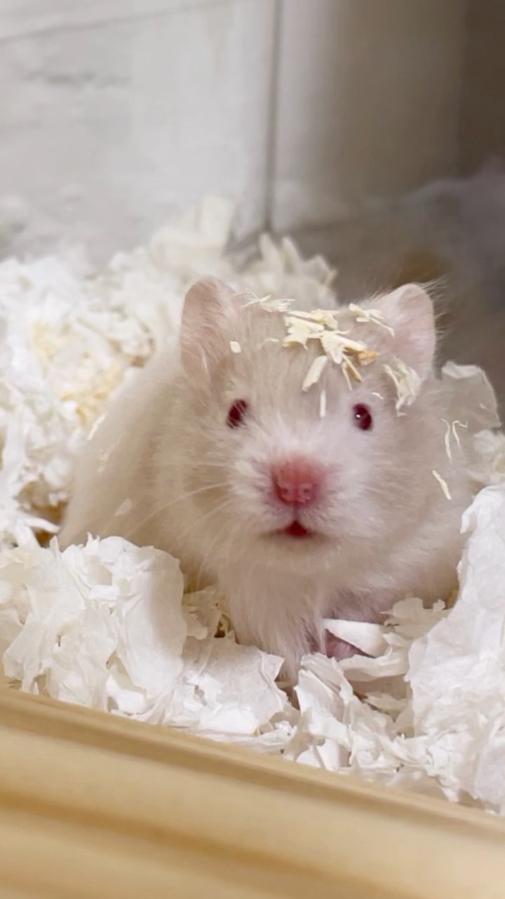 ｜鼠鼠泥好·波利熊舍｜🐻金絲熊繁育-蹲鼠群🥔