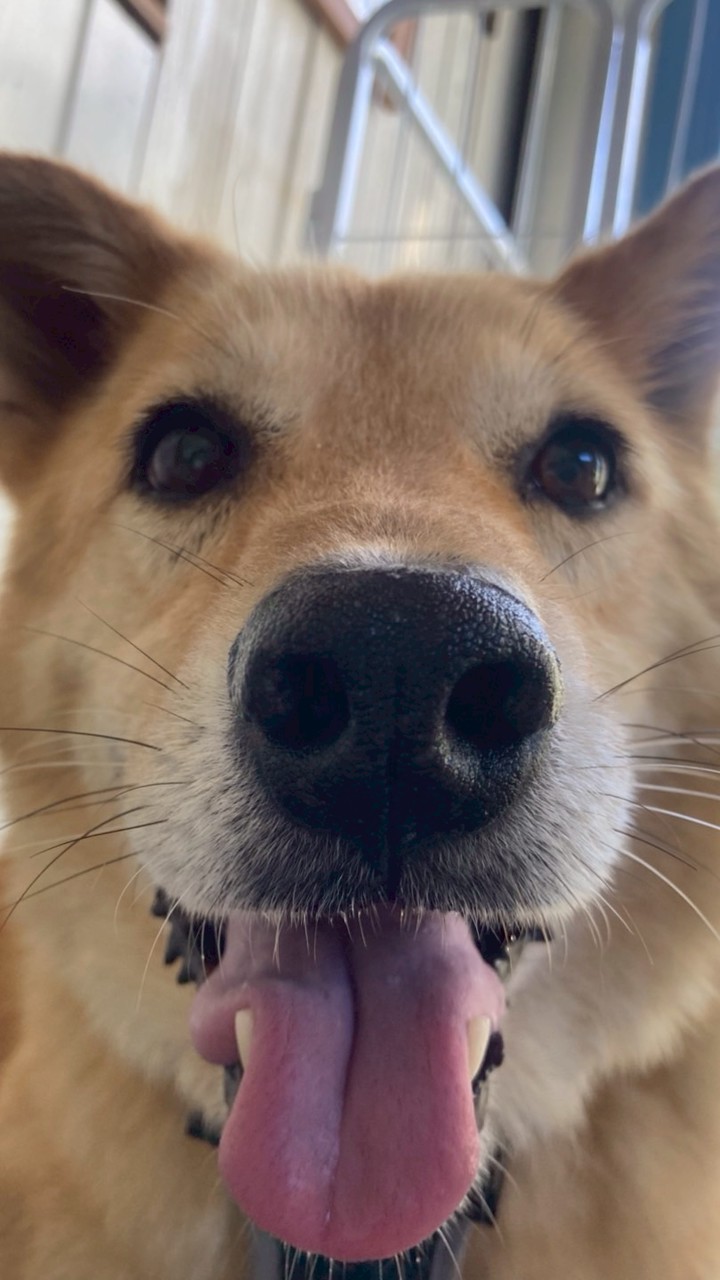 迷子犬ししまる長野県