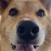 迷子犬ししまる長野県