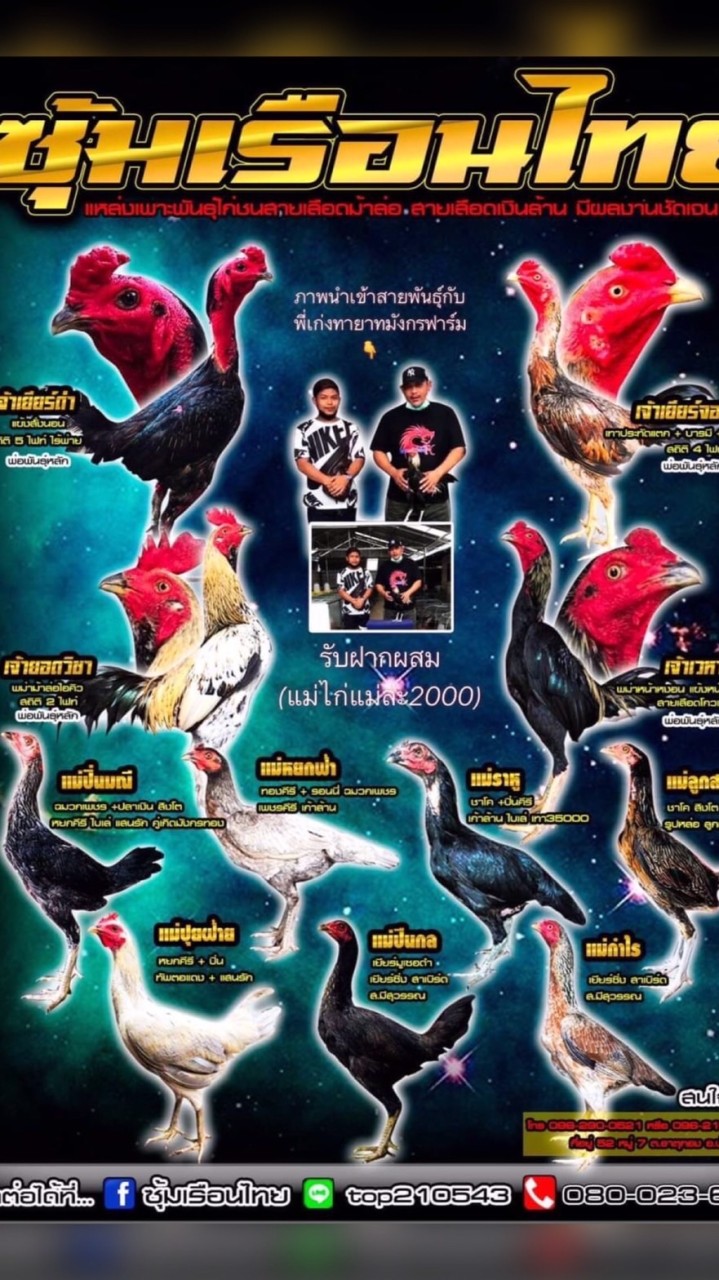 🐉ซุ้มเรือนไทย ชลบุรี 🐉พม่าสายเลือดโกวเซ้ม 🐲