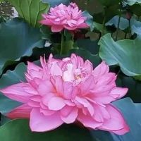 龍潭藝品＆天品龍宮舍利