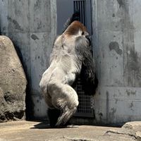 マカロニ
