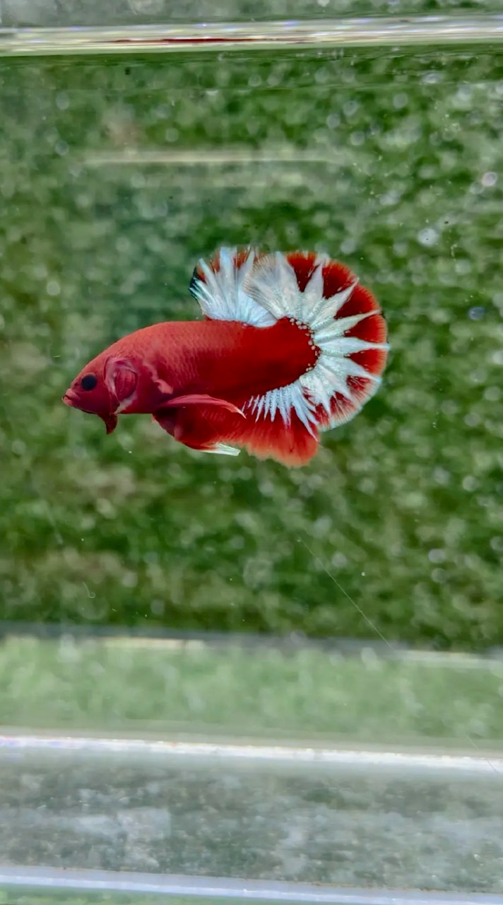 กลุ่มซื้อขายปลากัดสวยงาม