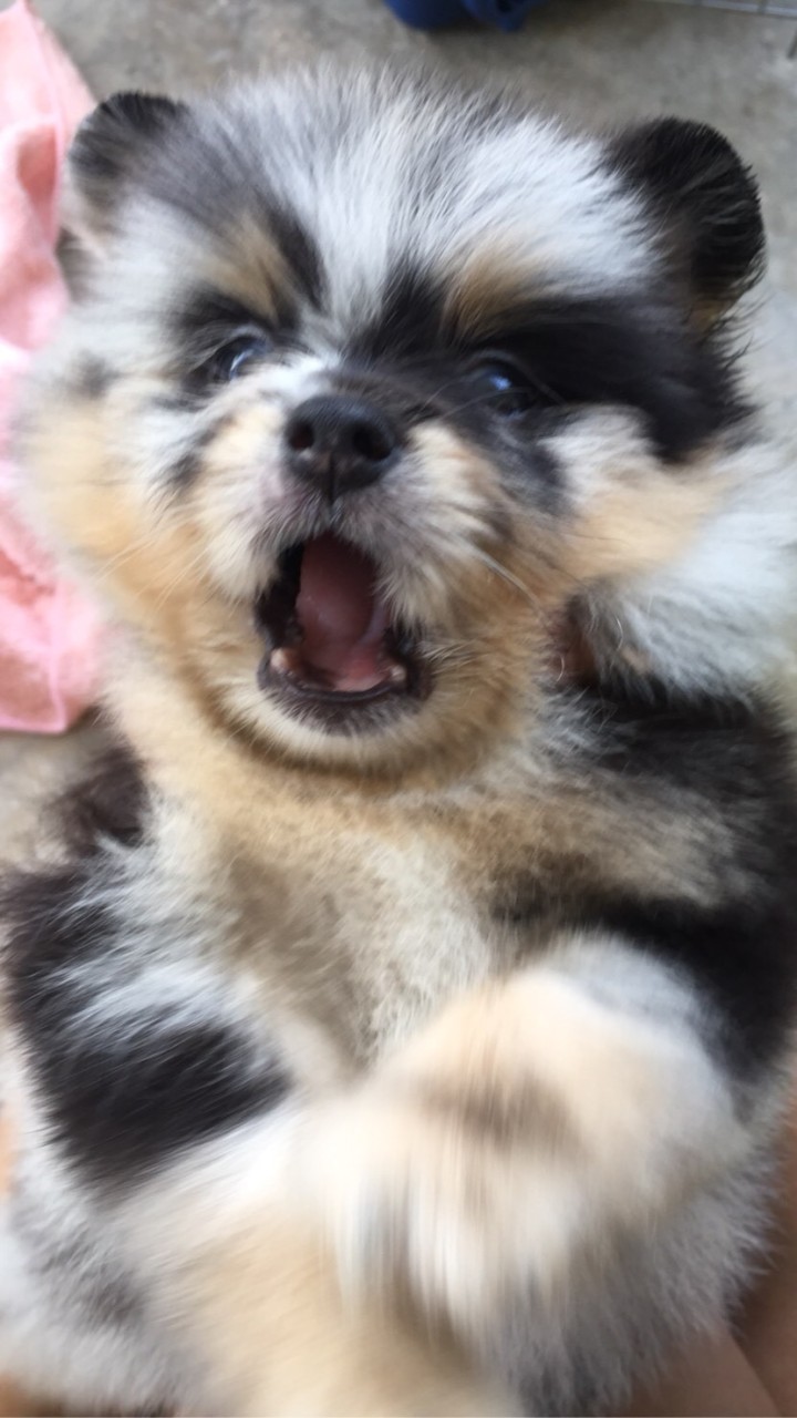 ลูกสุนัขปอมเมอเรเนียน