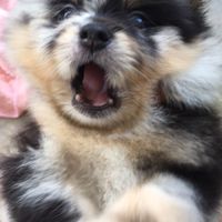 ลูกสุนัขปอมเมอเรเนียน