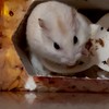 ハムスター大好きな人来て～🐹