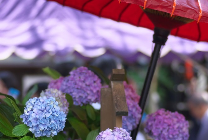 六七月觀光景點文京繡球花祭