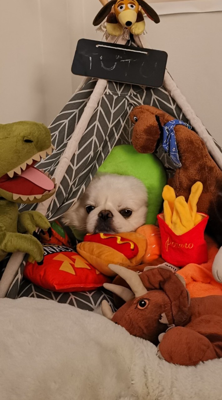 ฮั่วหลง ยังทัน (HL X YT)🐲🐶