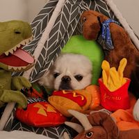 ฮั่วหลง ยังทัน (HL X YT)🐲🐶