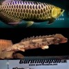 熱帯魚、大型魚、小型魚好きの楽園