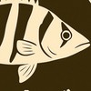 熱帯魚　古代魚　魚組