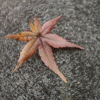 傑奇網