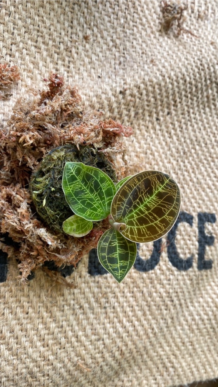 寶石蘭植友會