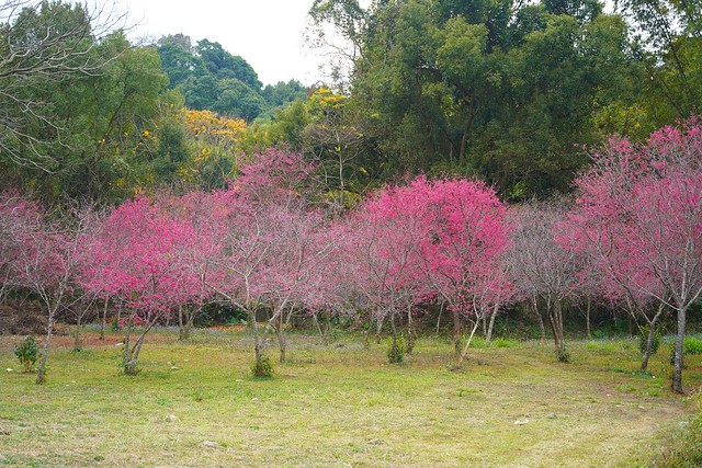 鳥銃頭櫻花公園