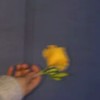 like a dandelion.