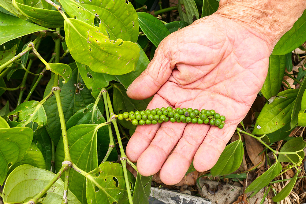 結實累累的胡椒串，綠色渾圓的果實顆粒，像珍珠手鍊般排列有序。(攝影/ Naru)