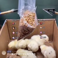 ミルワームz