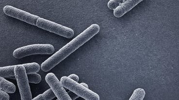 麻省理工用 AI 找到新抗生素，可殺死名列 WHO 清單的超級細菌